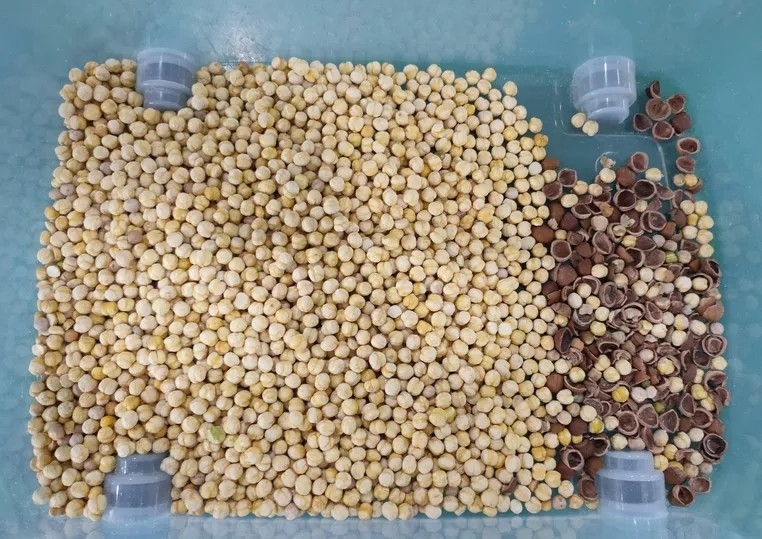 Linsen-Farbsortierer-Maschine für das Wählen der roten weißen und schwarzen Farbe