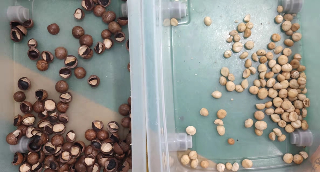 Automatischer Mini Macadamia Nuts Color Sorter tragbar mit Rad