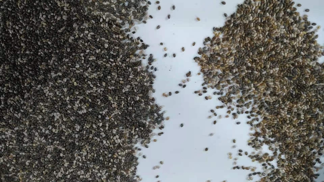 Chia Seeds-Farbsortierende Maschinen-hohe Präzision im Porzellan
