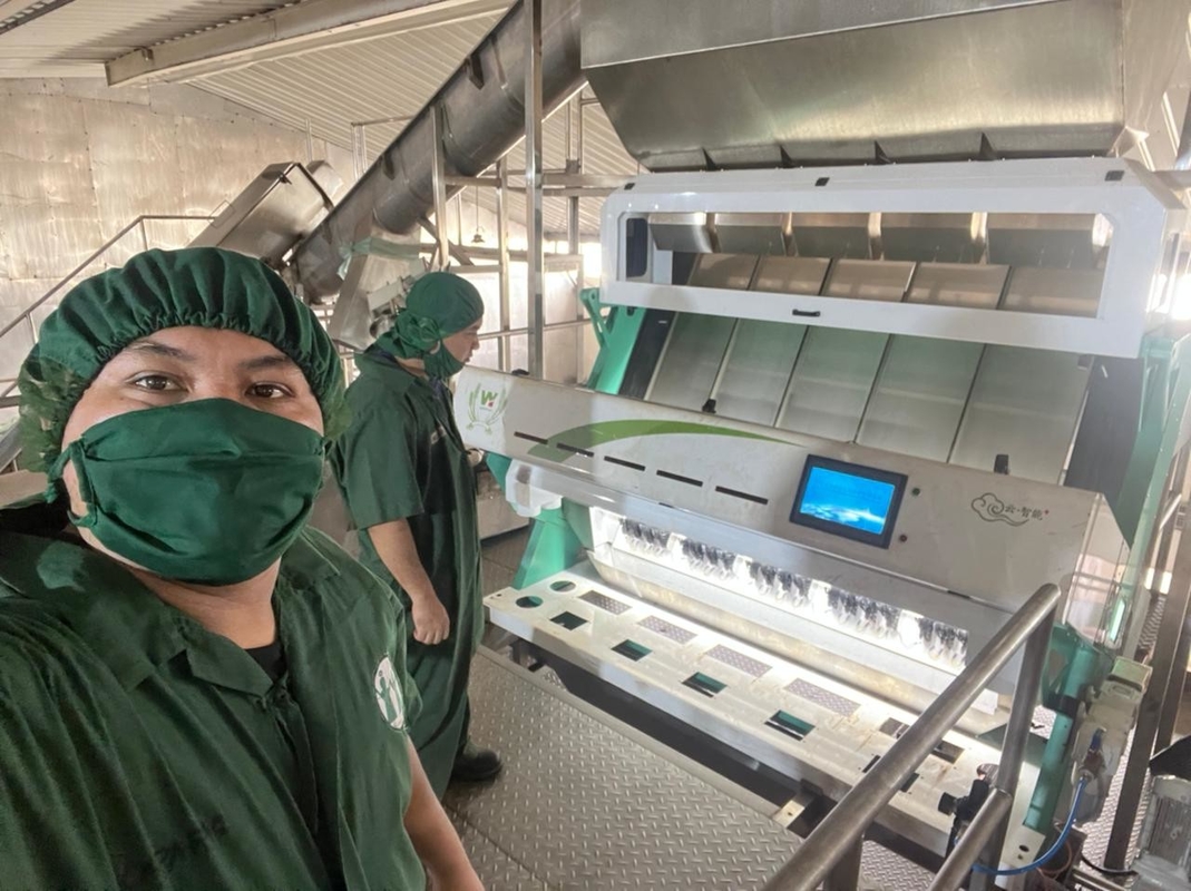 Bohnen Polens Rye färben Sortierer-Maschine für die weißen sortierenden und säubernden Bohnen