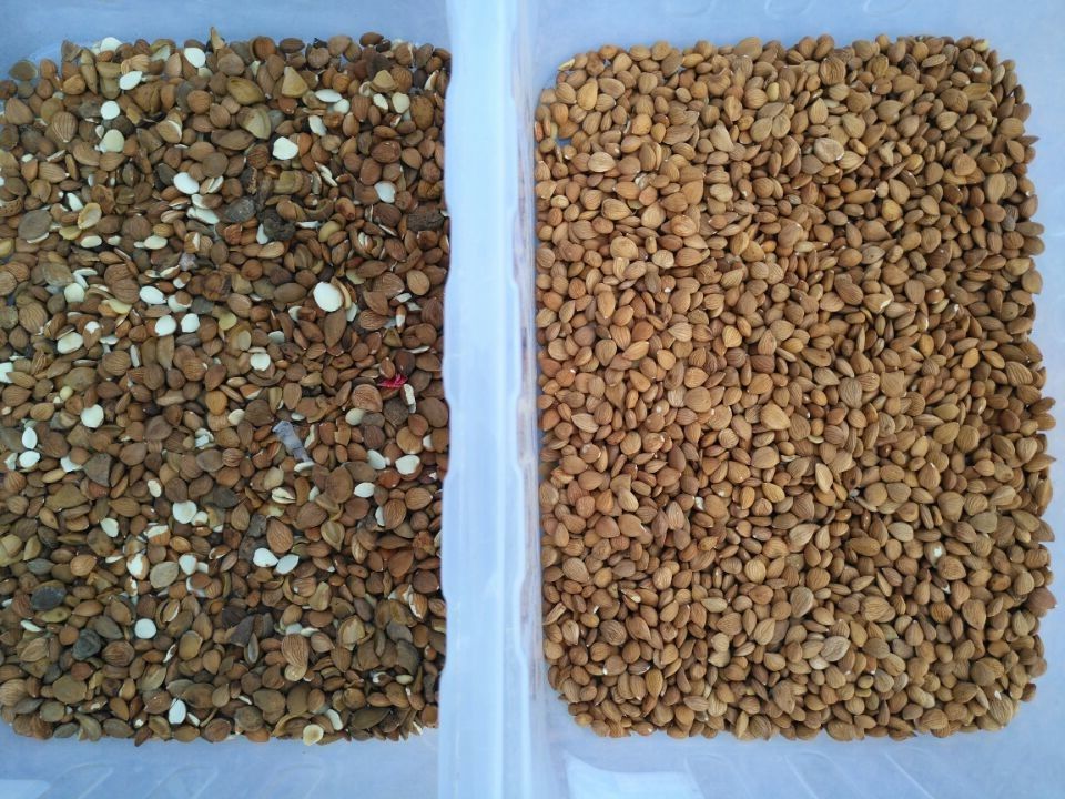 Mini Grader Cashew Macadamia Nuts-Mandel-Sortierer mit CCD-Sensor