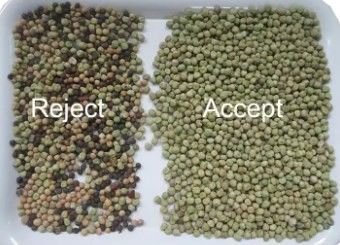 Wenyao Hochgenauigkeit Farbsorter Bohnen Getreide Getreide Weizen Mais Samen Teeknüsse Farbsorter Wifi Fernbedienung