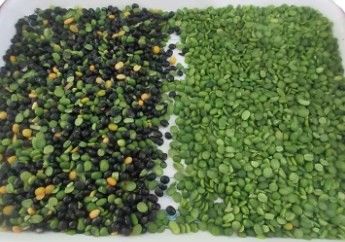 Wenyao Hochgenauigkeit Farbsorter Bohnen Getreide Getreide Weizen Mais Samen Teeknüsse Farbsorter Wifi Fernbedienung