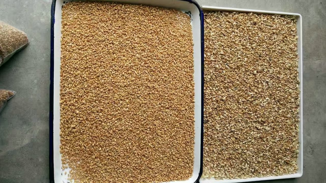 Chia Seeds Color Sorter Machine mit Bildanalyse-und AI-Selbstlerntechnologie