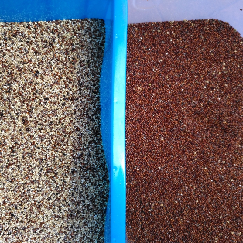 Chia Seeds Color Sorter Machine mit Bildanalyse-und AI-Selbstlerntechnologie