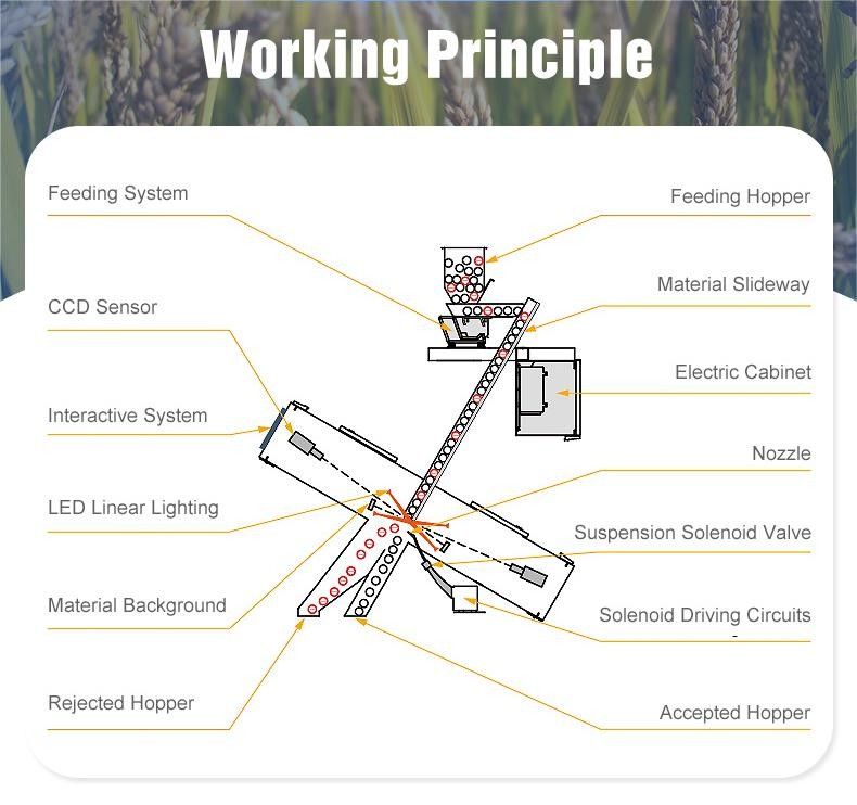 Landwirtschaft mit hoher Kapazität Verwenden kombinierte Reisanlagemaschine zur Farbsortierung