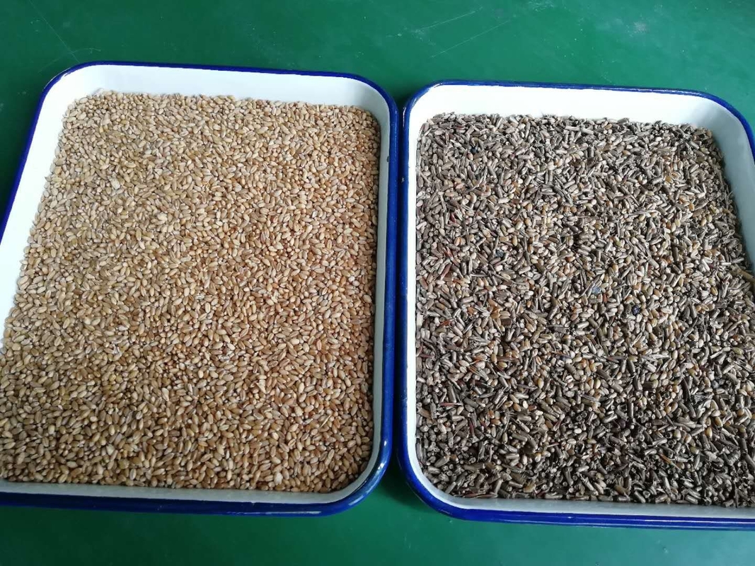 Bauernhof-Gebrauchs-Hafer-Farbsortierer intelligente CCD-Farbsortierende Maschine mit CER Bescheinigung