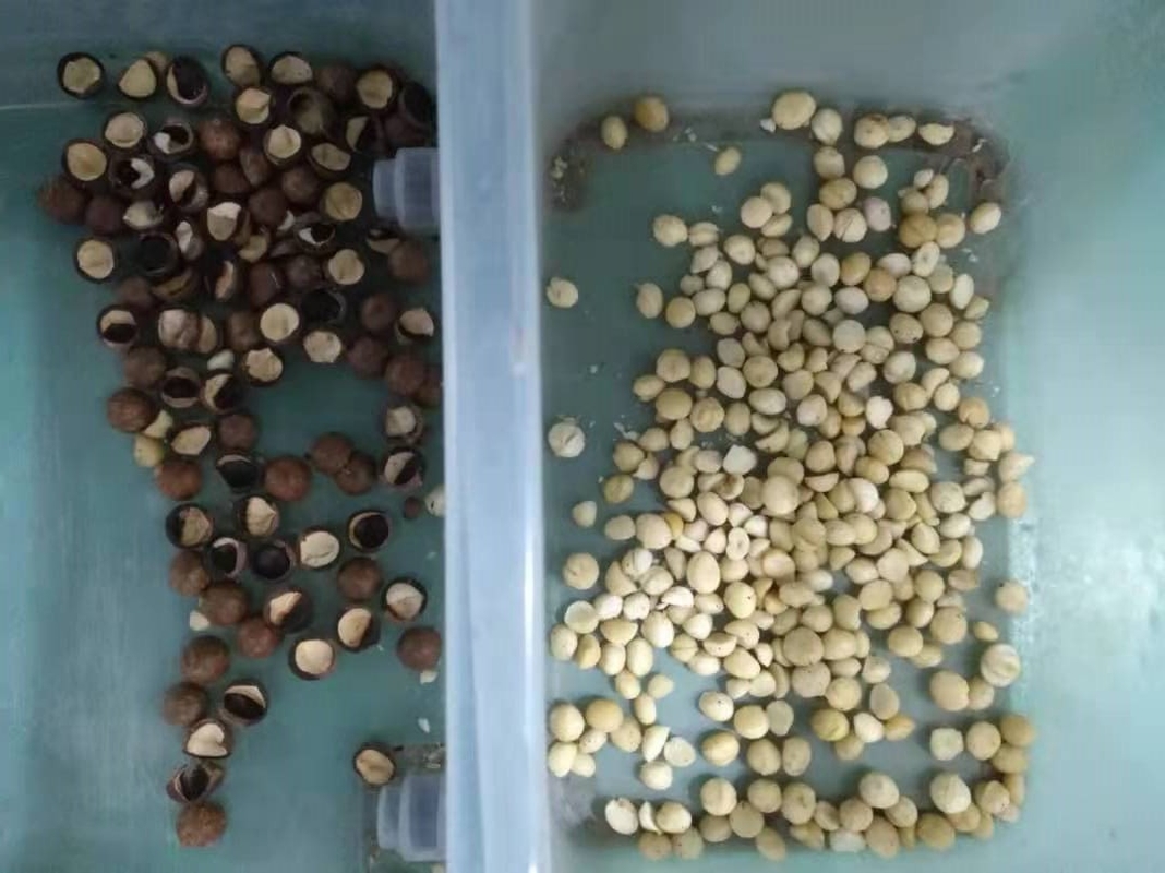 Kaffee-Bean Nuts Color Sorter AI CCD-Trennzeichen-Sojabohnen-Reis-sortierende Maschine