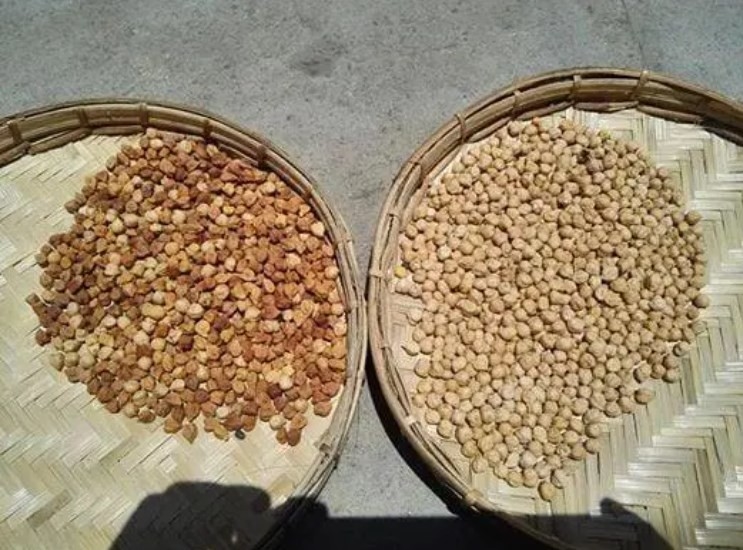 Kaffee-Bean Nuts Color Sorter AI CCD-Trennzeichen-Sojabohnen-Reis-sortierende Maschine