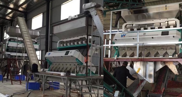 Nuss-Mandel-Rosinen-Farbsortierer-Mini Color Sorting Machine With CCD-Sensor