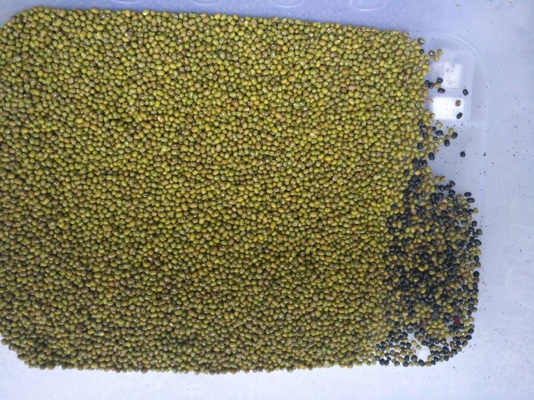 Optischer Sortierer 128 Kanal-Bean Color Sorting Machine For-weißer Bohnen