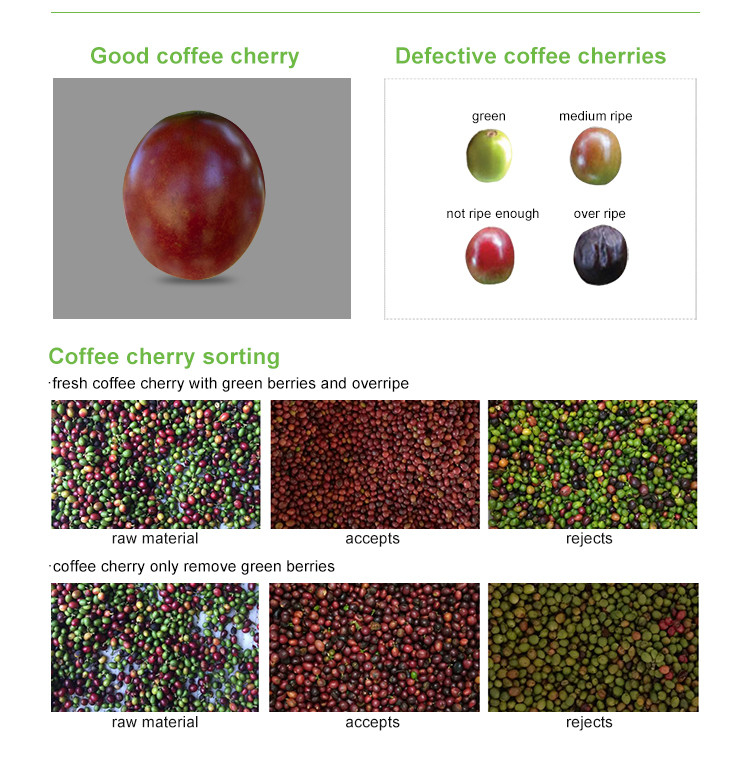 Mini-Gürtel Cranberry Blueberry Farb Sorter High Coffee Kirsch Farb Sorter Maschine
