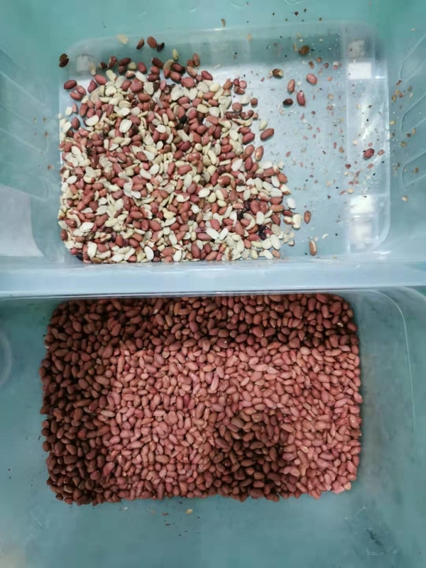 CCD-Kamera Reisfarbsorter Intelligente Sortiermaschine für die Landwirtschaft