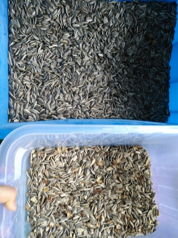 Präziser Farbsorter für eine breite Palette von Massenbestand auf der Grundlage der Produktanalyse nach Farbe