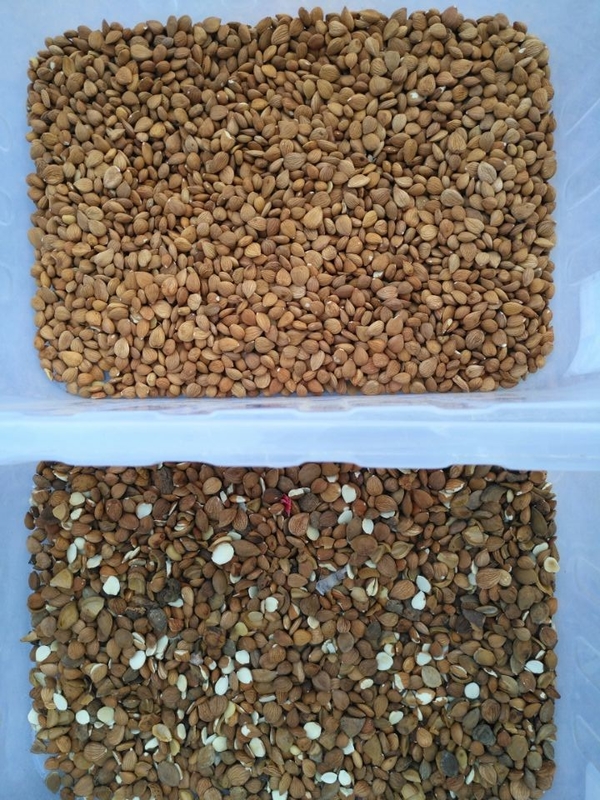 WENYAO Mandelnüsse Sortiermaschine Macadamia Walnüsse Farb Sorter Form Sorter