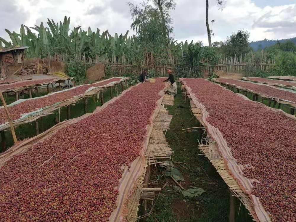 Wenyao Intelligente Kaffee-Kirschfarbsorter Multifunktionsfarbsortiermaschine für frisches und gefrorenes Obst