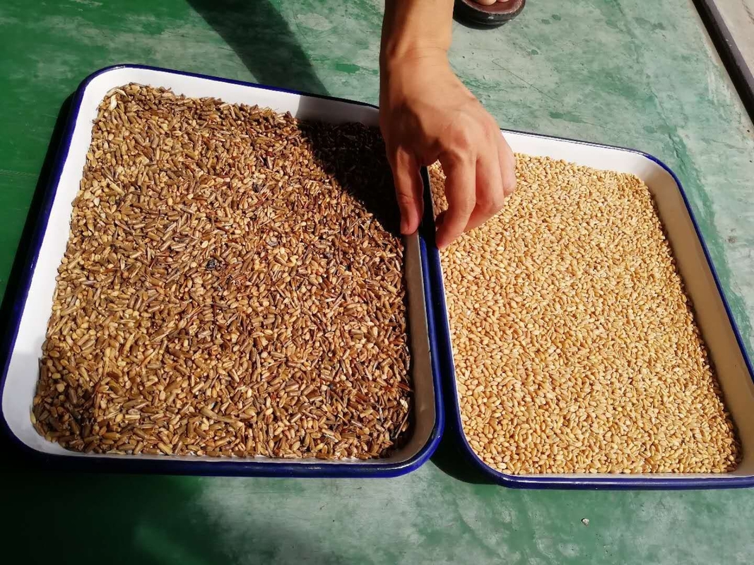 Wenyao Intelligente hochpräzise Farbsortiermaschine Reis / Getreide Farbsortiermaschine für landwirtschaftliche Produkte