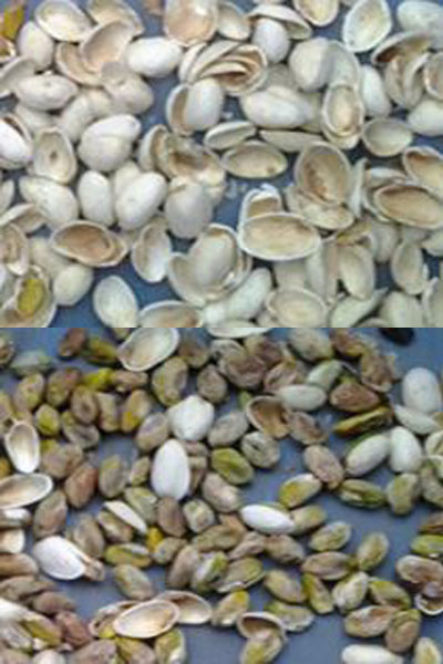 Wenyao Macadamia Farbsorter Nüsse Farbwählmaschine Cashew Nüsse Sortierer