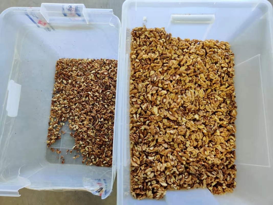 China Optical Mehrzweckfarbsorter zur Sortierung und Einstufung von Weißsesam schwarz Sesam Leinsamen schwarz