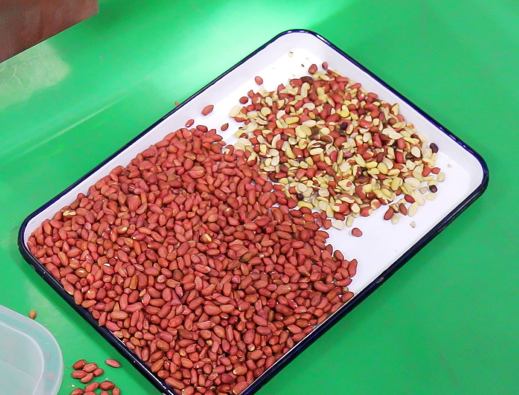 Wenyao Intelligente Hochpräzision Pecan Farb Sorter Maschine Multifunktion Cashew Haselnuss Sortiermaschine
