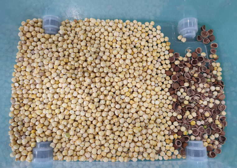 Wenyao Intelligente Hochpräzision Pecan Farb Sorter Maschine Multifunktion Cashew Haselnuss Sortiermaschine