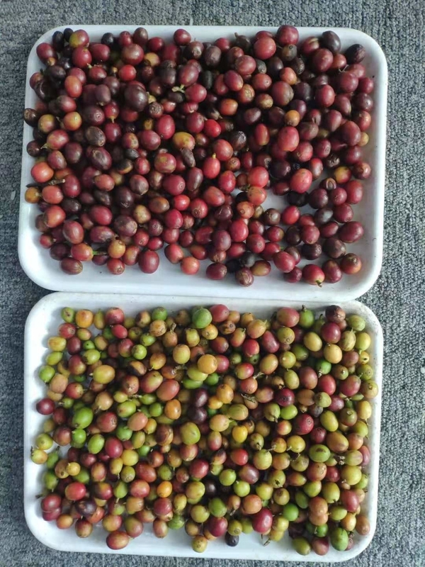 Mini-Gürtel optischer Farbsorter für Kaffee Kirsche Verwendung für Kaffeebohnen Hersteller