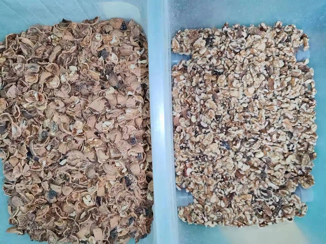 Farbsortiermaschine für geschälteten Knoblauch