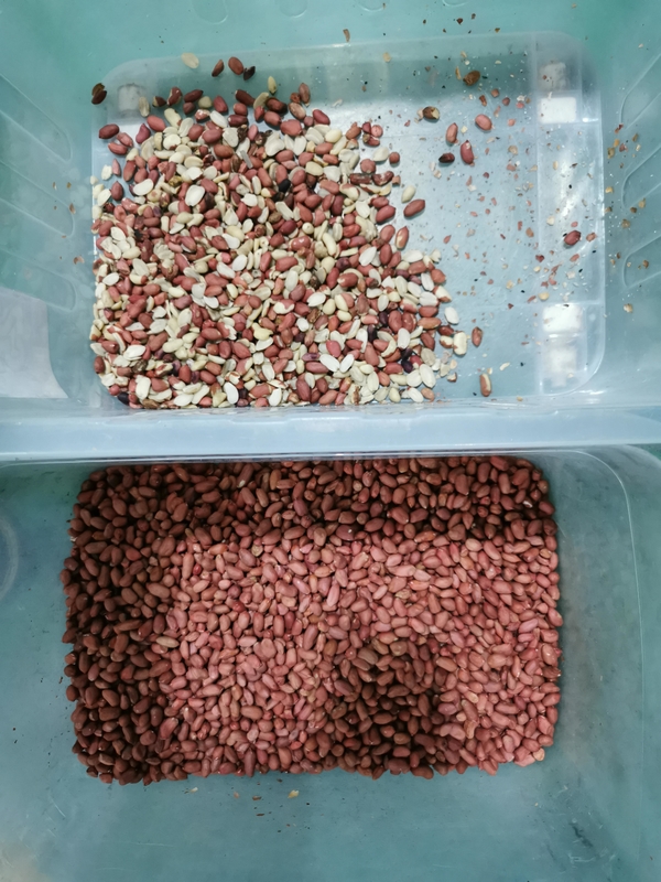 Wenyao Multifunktions-Nussfarben-Sortiermaschine CCD Intelligenter Nussfarben-Sortierer