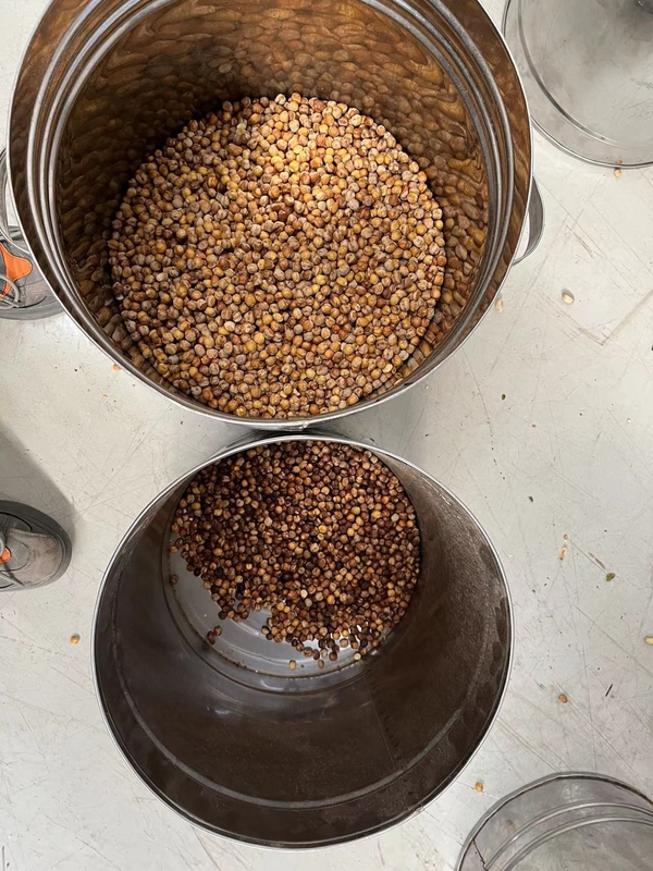 Wenyao Chickpea Farbsortiermaschine Automatische intelligente Bohnenfarbsorter