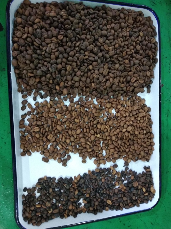 Wenyao automatischer Farbsorter Kaffeebohnenfarbsortiermaschine