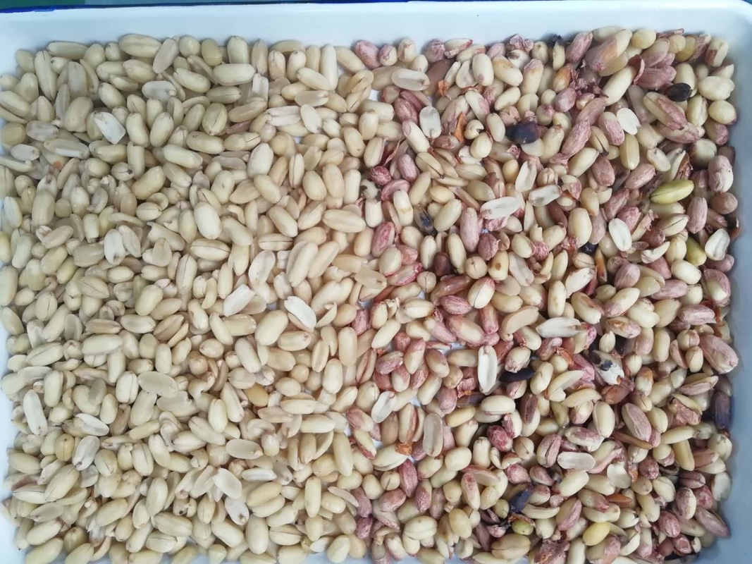 Wenyao Chinesischer Hersteller Chute-Stil Erdnussfarbsorter Nüsse Farbsortiermaschine