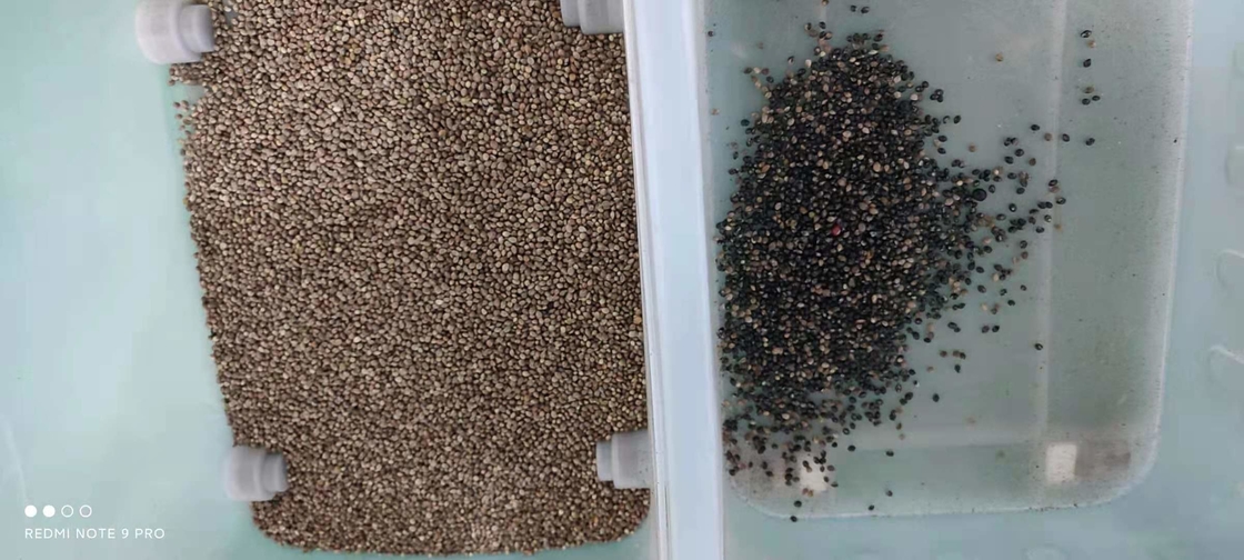 Kaffee Kirsche Sojabohnen CCD Mini-Samen Farbsortiermaschine Getreide Farbsortiermaschine