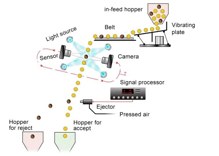 Wenyao Erdbeerenfarb-Sortierer Intelligente Gürtel Farb-Sortiermaschine für gefrorene Früchte Kaffee Kirsche Blaubeeren Erdbeeren