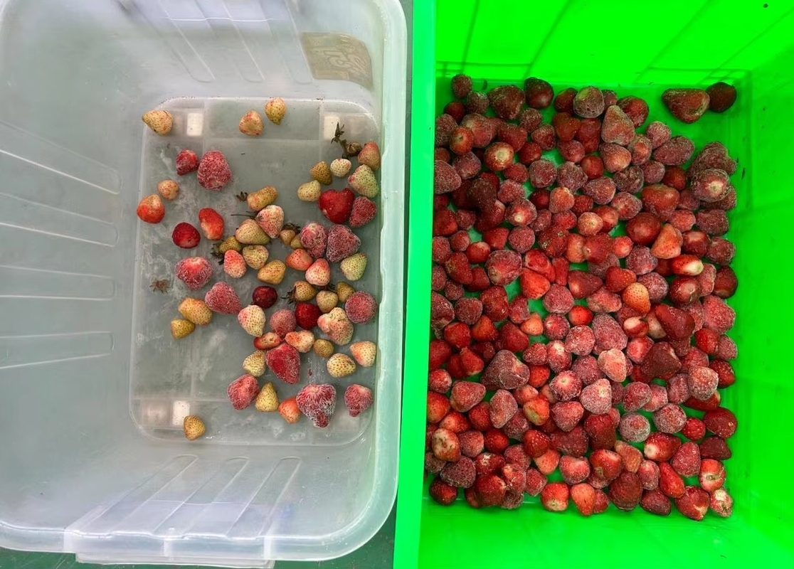 Wenyao Erdbeerenfarb-Sortierer Intelligente Gürtel Farb-Sortiermaschine für gefrorene Früchte Kaffee Kirsche Blaubeeren Erdbeeren