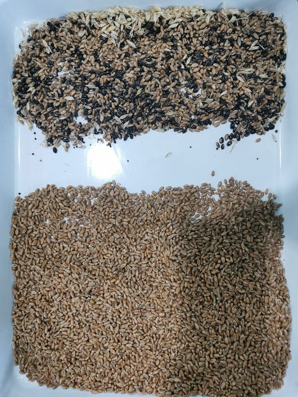 Wenyao 5 Chute Multifunktions Sorghum Mais Mais Weizen Gerste Reis Farb Sortiermaschine
