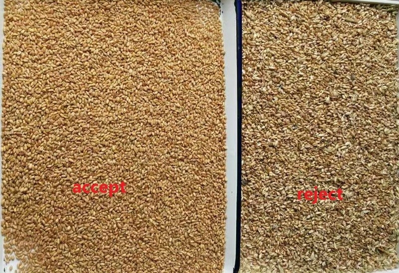 WENYAO AI Intelligent Multi Grain Color Sorting Adjustable Parameters Wheat Color Sorting Machine