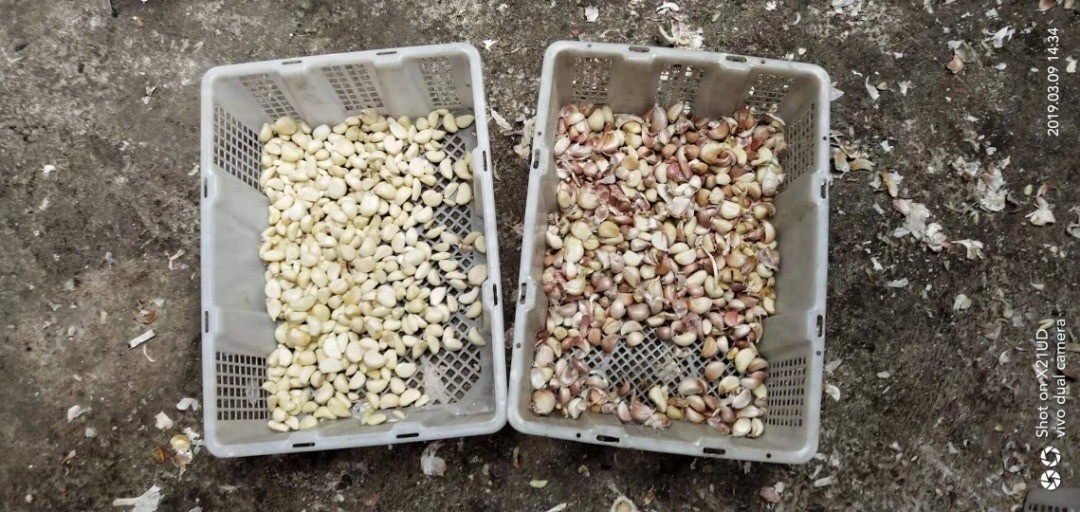 Knoblauchnabel Sortiermaschine Knoblauchfarbsorter für die Lebensmittelverarbeitung
