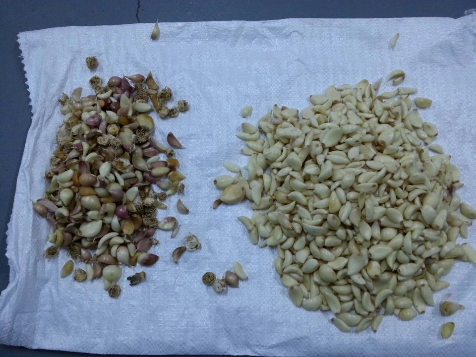 Knoblauchnabel Sortiermaschine Knoblauchfarbsorter für die Lebensmittelverarbeitung