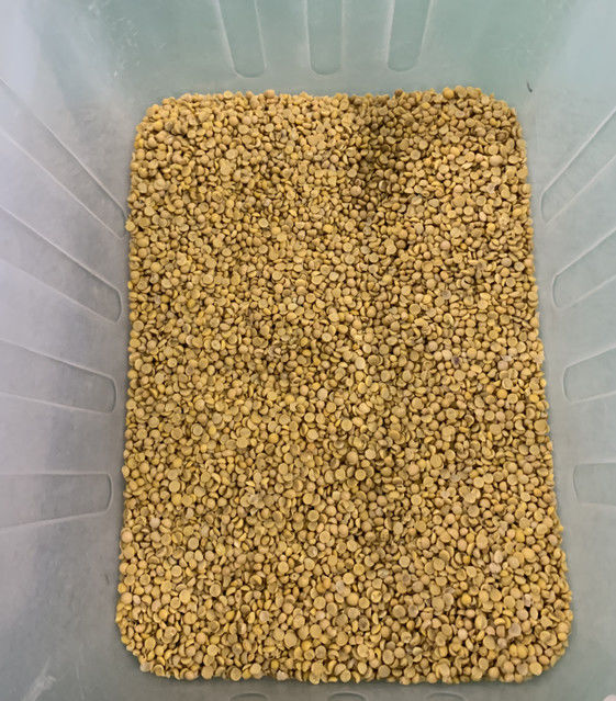 Wenyao Vollautomatischer 3-Schacht Sojabohnen-Breitbohnen-Farbsortierer