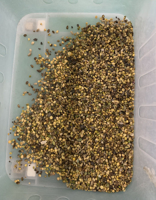 Wenyao Vollautomatischer 3-Schacht Sojabohnen-Breitbohnen-Farbsortierer