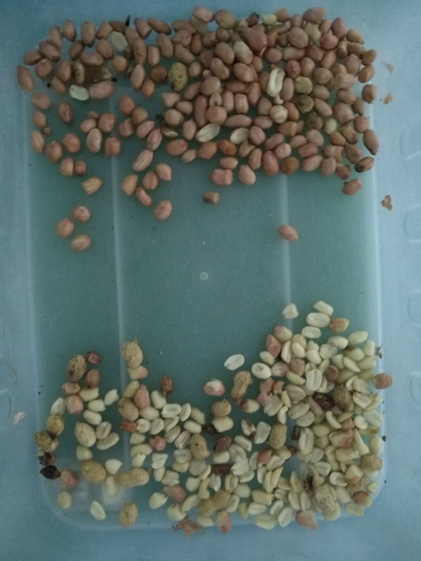 Professionelle Farbsortiermaschine zur Peeling von Erdnüssen