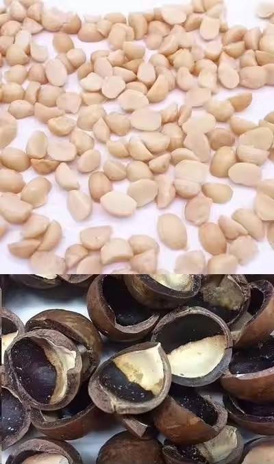 Präzisions-CCD-Kamera Automatische Macadamia-Nuss-Farbsortiermaschine
