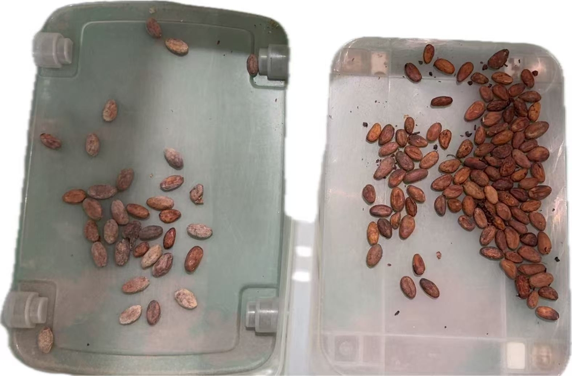 Wenyao 2025 Neueste chinesische Fabrik Optical Sorter Lieferant Kakao-Nuss Farb Sorter Maschine