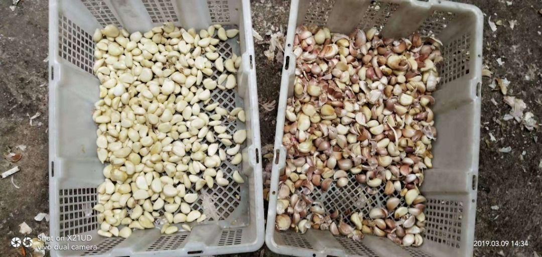 Wenyao Schwerlast intelligente RGB CCD Kamera Chili Pfeffer Knoblauch Farb Sortiermaschine