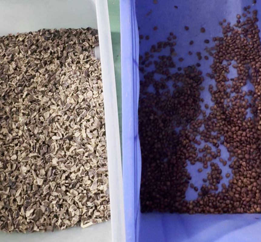 Wenyao Doppelband Hochtechnologie Intelligente CCD-Kamera Seifenkraut-Farbsortiermaschine