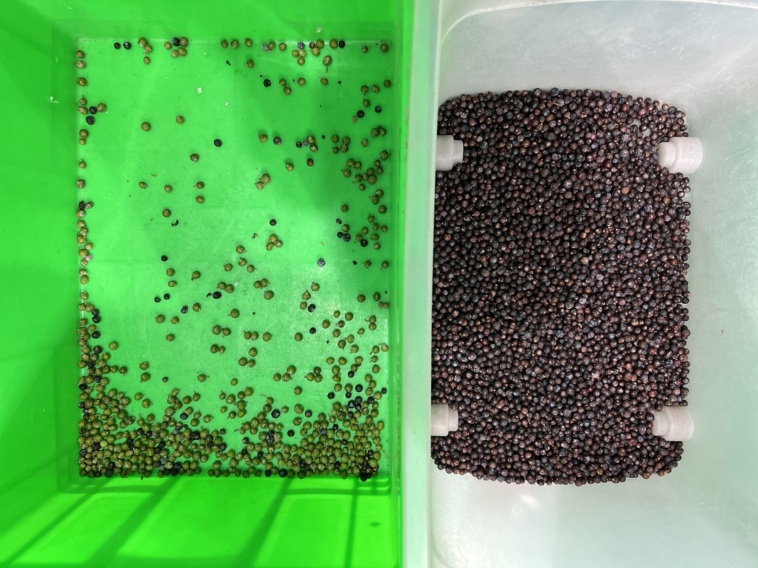 Wenyao Automatische Farbsortiermaschine für frische Blaubeeren und Wacholderbeeren