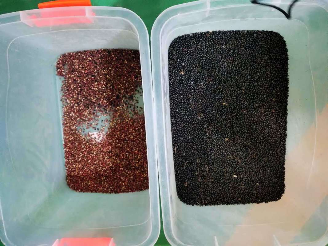 WENYAO optische Farbsortiermaschine für Saatgut Sammeln Saatgut Rettich Saatgut Farbsorter zum Verkauf