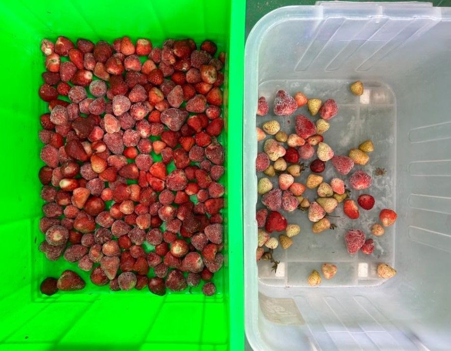 Intelligente optische Kaffee-Kirschfarb-Sortiermaschine Kleine Kartoffel-Sortiermaschine Blaubeerenfarb-Sortiermaschine