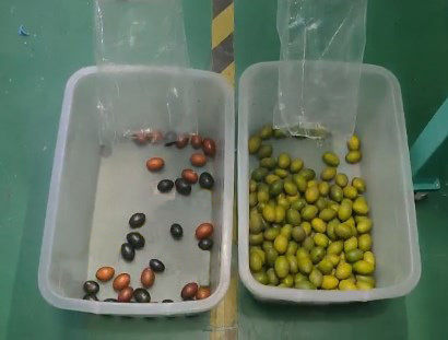 Intelligente optische Kaffee-Kirschfarb-Sortiermaschine Kleine Kartoffel-Sortiermaschine Blaubeerenfarb-Sortiermaschine