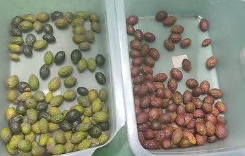 Intelligente optische Kaffee-Kirschfarb-Sortiermaschine Kleine Kartoffel-Sortiermaschine Blaubeerenfarb-Sortiermaschine